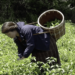 Some farmers in Haa turn to chilli farming for income